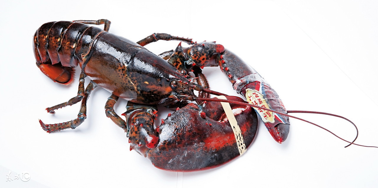 别猜了，加拿大国宴上不会有第二种龙虾