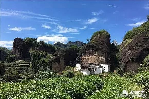 品种香、工艺香、山场香，其中的奥妙你们知道吗？