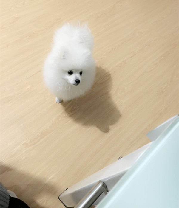 狗狗太贪吃怎么训练,狗狗太贪吃了看什么都吃