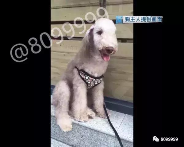 捡到狗不承认不归还犯法吗,捡到名贵犬只抱回家违法吗