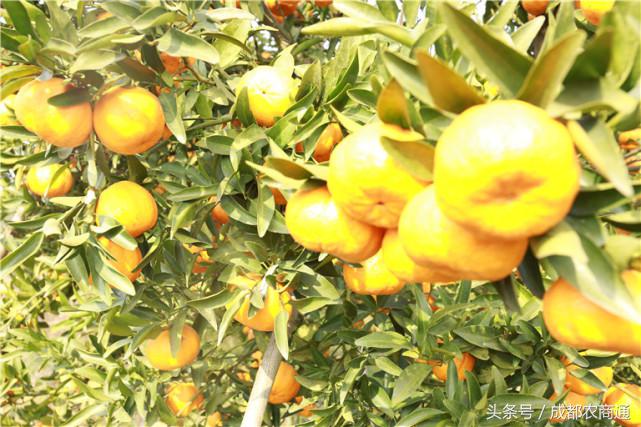 苦守荒山数十载，宝剑锋从磨砺出！