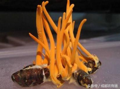 冬虫夏草可人工种植,冬虫夏草人工种植方法