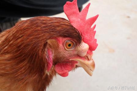 养鸡与鸡痘病防治,养鸡如何处理鸡痘