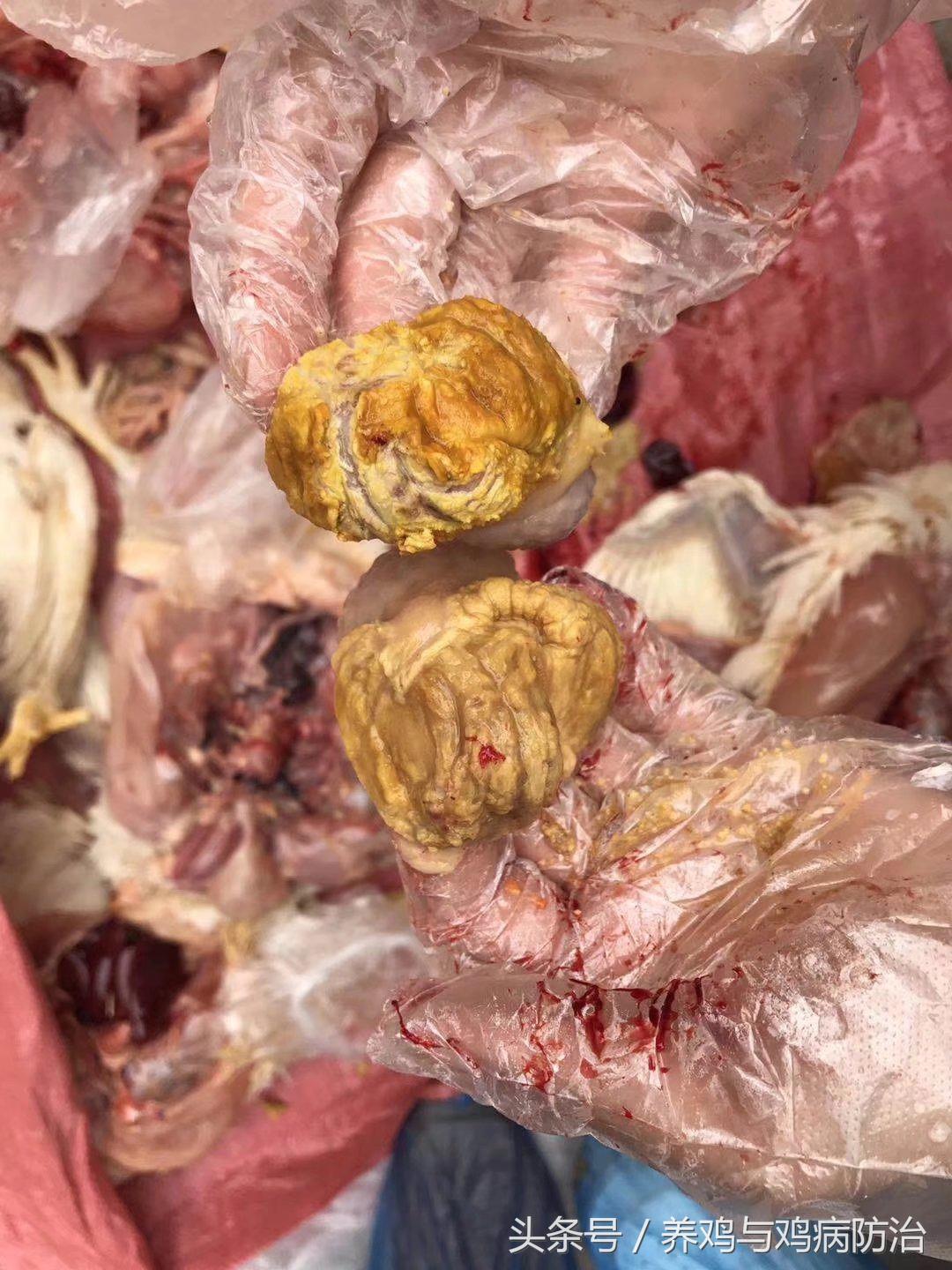 养鸡大全全部视频,养鸡视频大全100只鸡