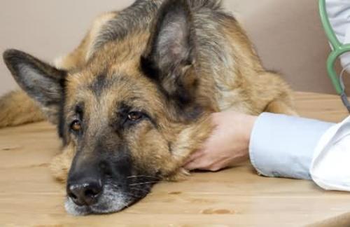 狗狗受伤的最佳治疗方法,狗狗受伤的伤口怎么处理