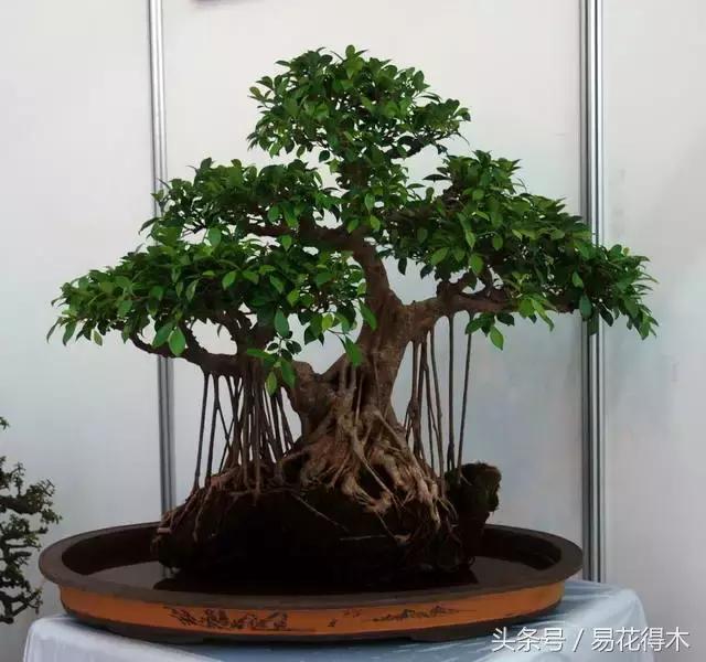 榕树掉叶是什么原因引起的,人参榕树掉叶怎么回事