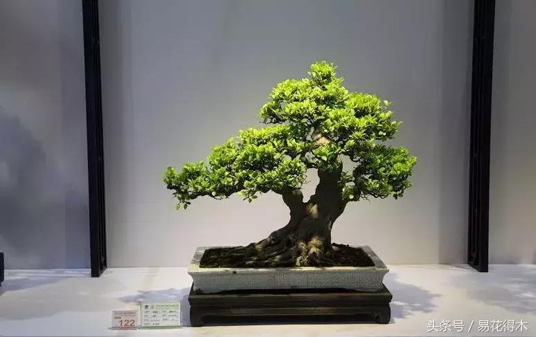 榕树掉叶是什么原因引起的,人参榕树掉叶怎么回事