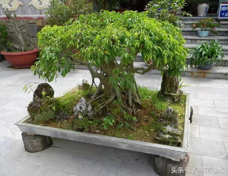 榕树掉叶是什么原因引起的,人参榕树掉叶怎么回事