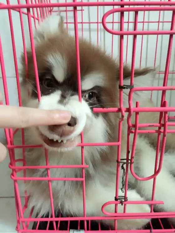 阿拉斯加幼犬被抛弃,阿拉斯加狗狗被救治了