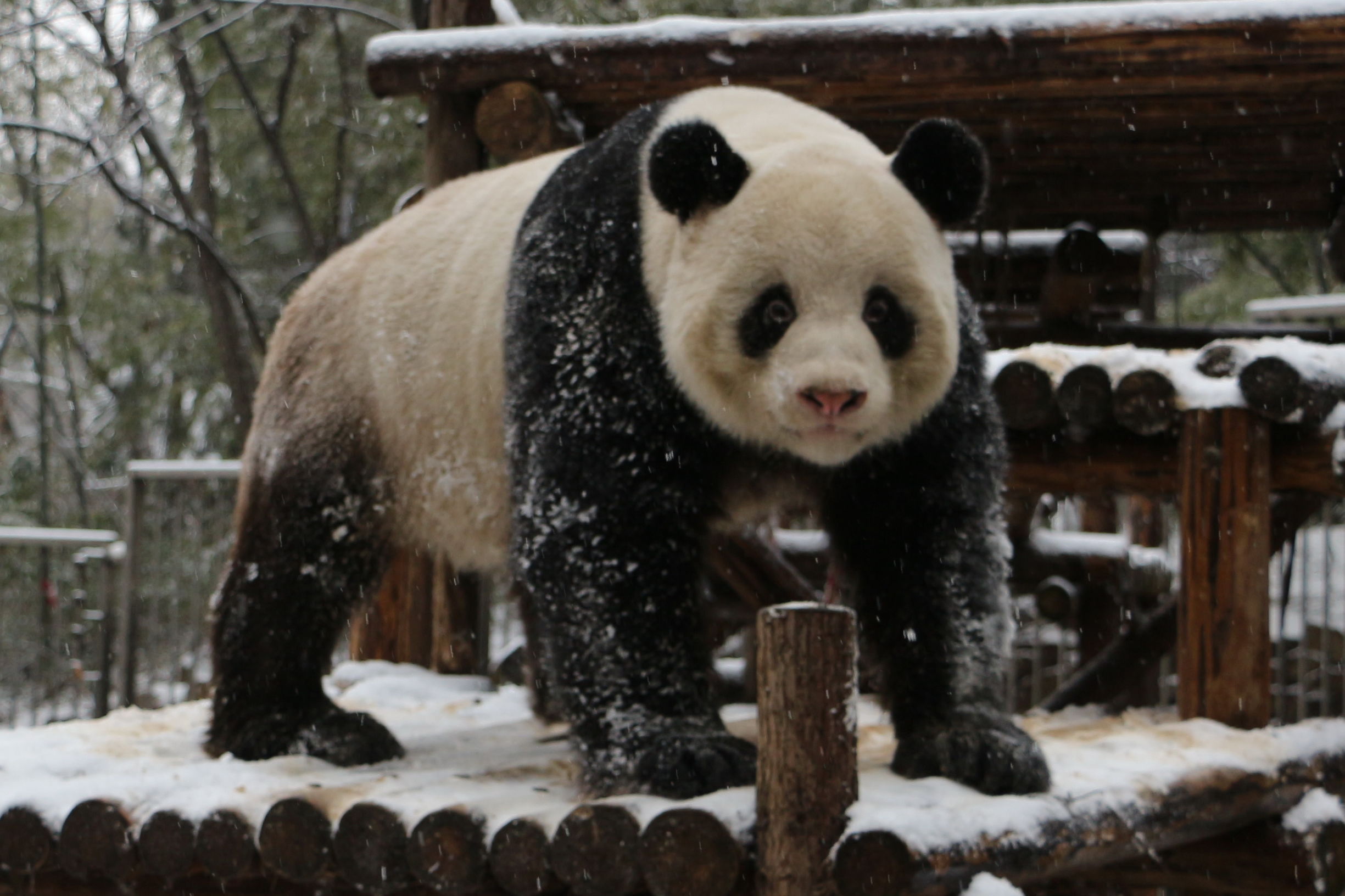 秋高气爽大熊猫户外玩耍萌态十足,大熊猫第一次在雪里玩耍