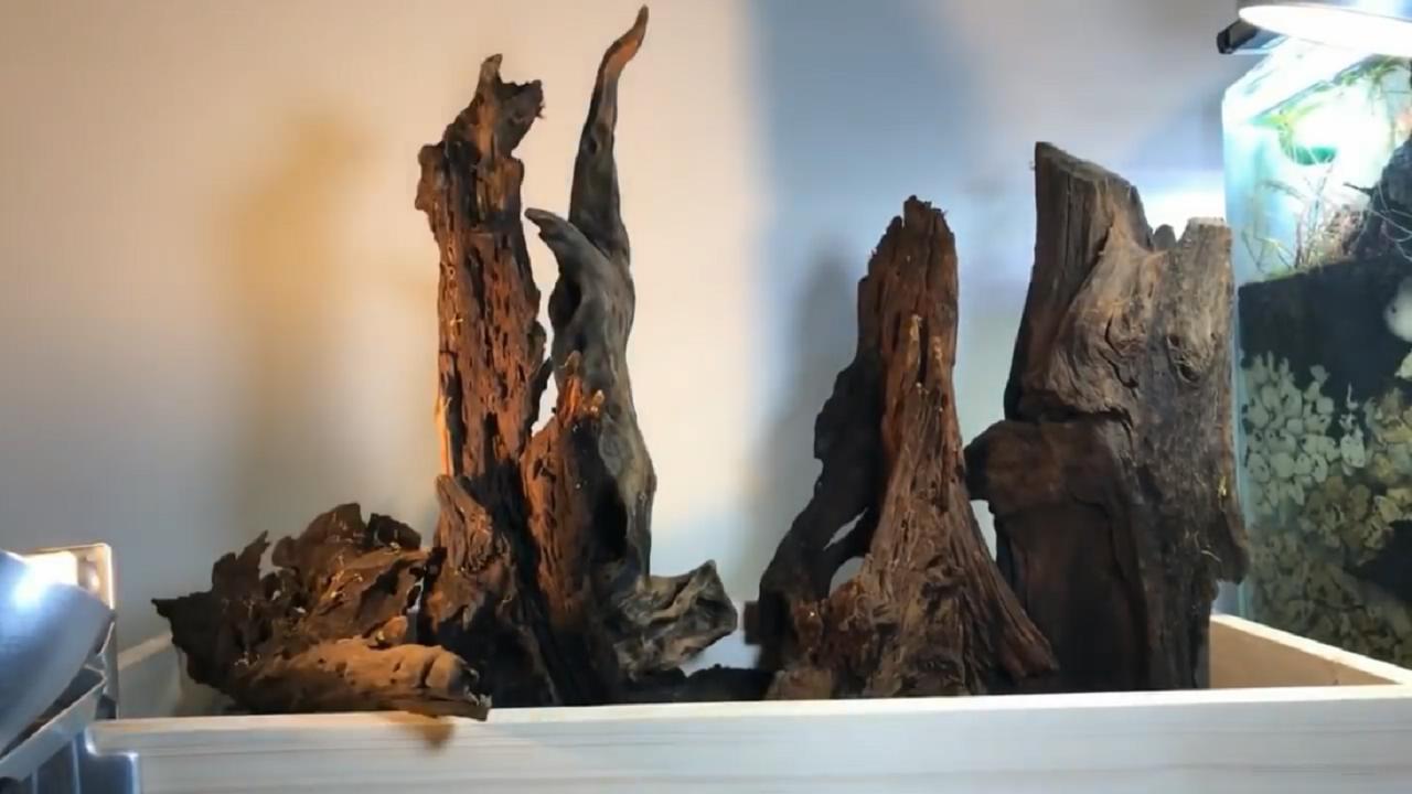 草缸造景维护教程,苔藓造景雨林缸新手