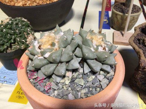 仙人掌常识视频,仙人掌的科普知识和养护小技巧