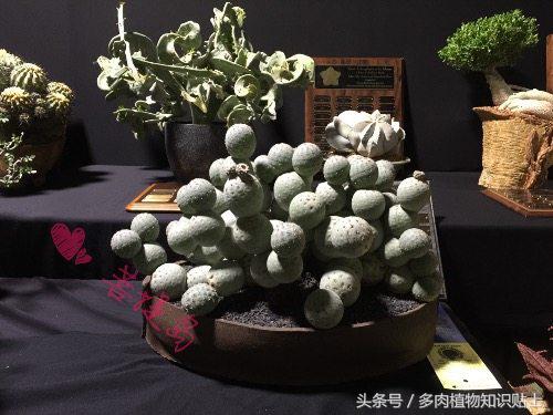 仙人掌常识视频,仙人掌的科普知识和养护小技巧