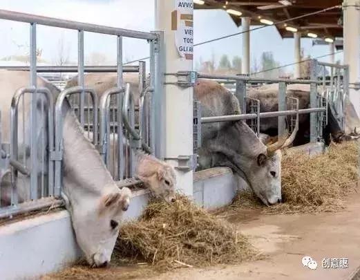 在超市养猪，屋顶办农场，新零售鼻祖Eataly搞大手笔了！