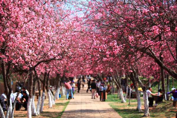 去日本看樱花攻略,去日本看樱花的攻略