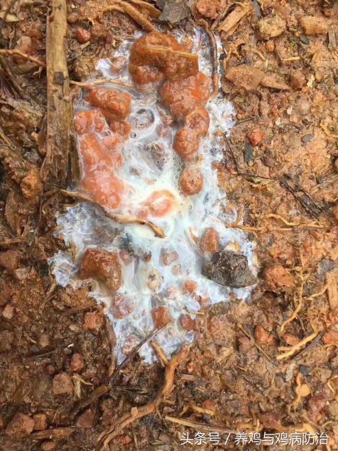 养鸡大全全部视频,养鸡视频大全100只鸡