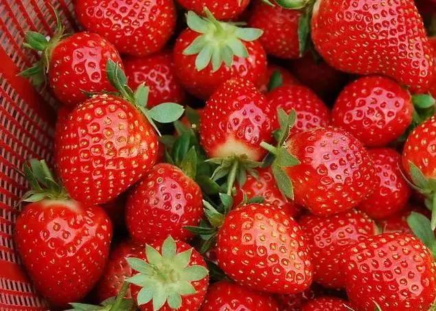 成都周边10个摘草莓好去处,成都采草莓哪个地方最好