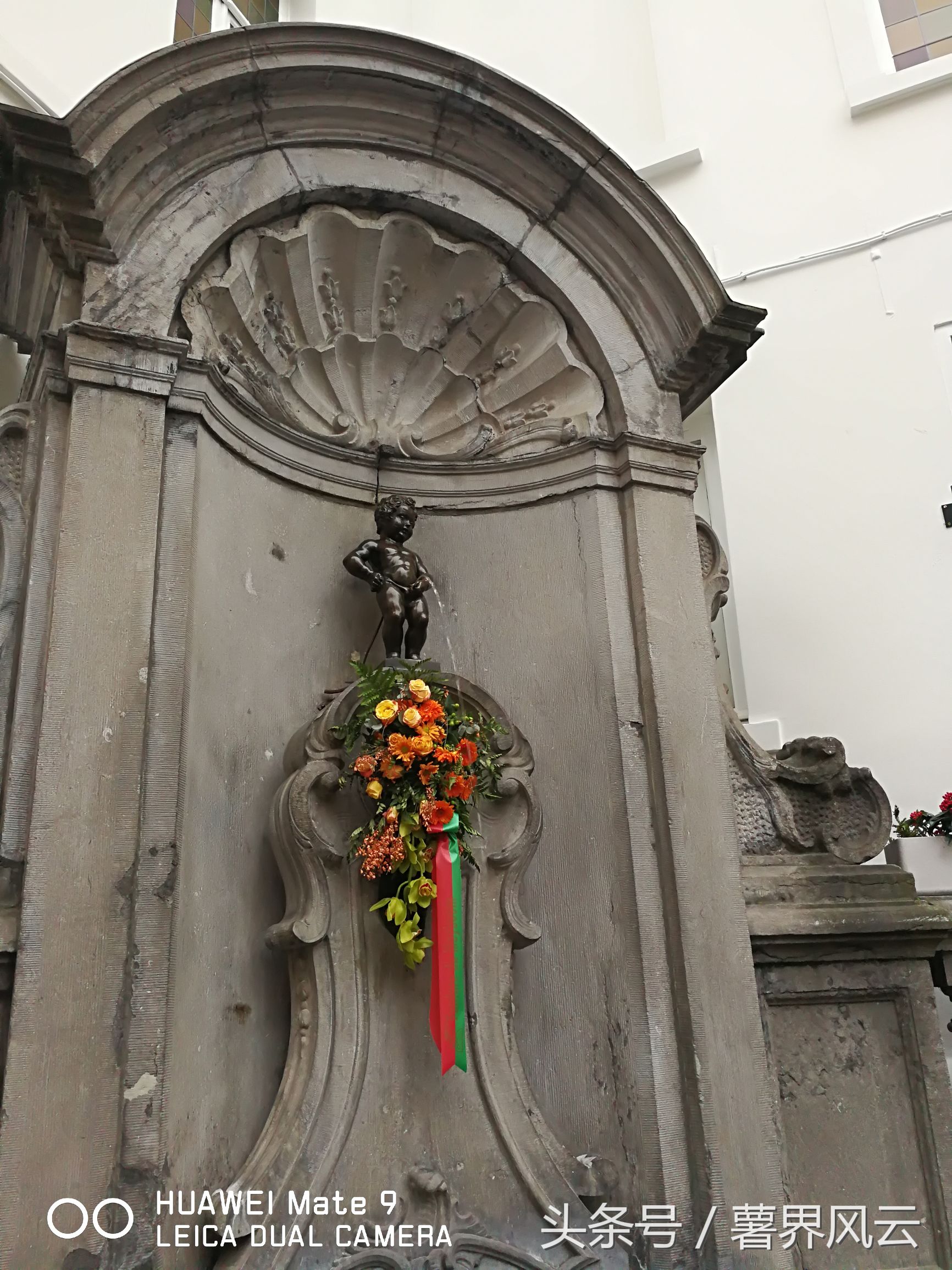 欧洲薯是什么品种 (欧洲甜薯)