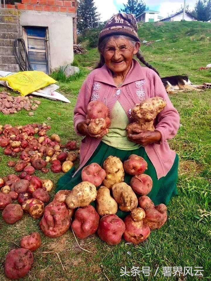 欧洲薯是什么品种 (欧洲甜薯)