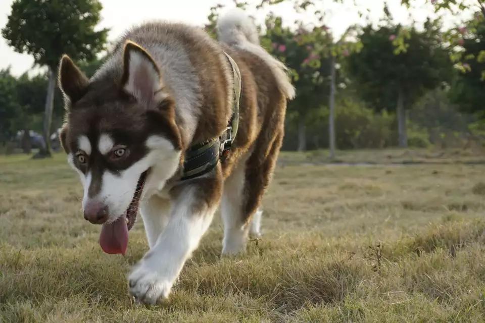 阿拉斯加幼犬被抛弃,阿拉斯加狗狗被救治了
