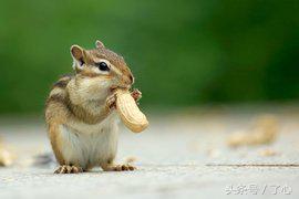 金花鼠长什么样子,关于金花鼠的介绍