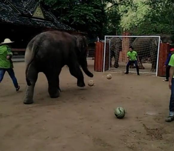 大象和小猴子在踢足球,大象和主人互动的视频