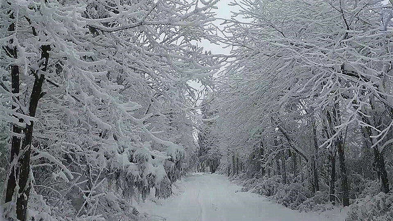 养蜂最新春繁法及关注事项,蜜蜂春旱怎么处理