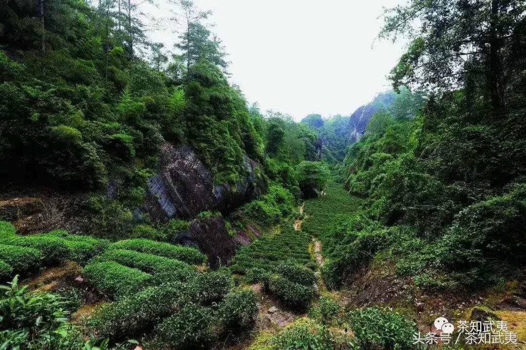 品种香、工艺香、山场香，其中的奥妙你们知道吗？