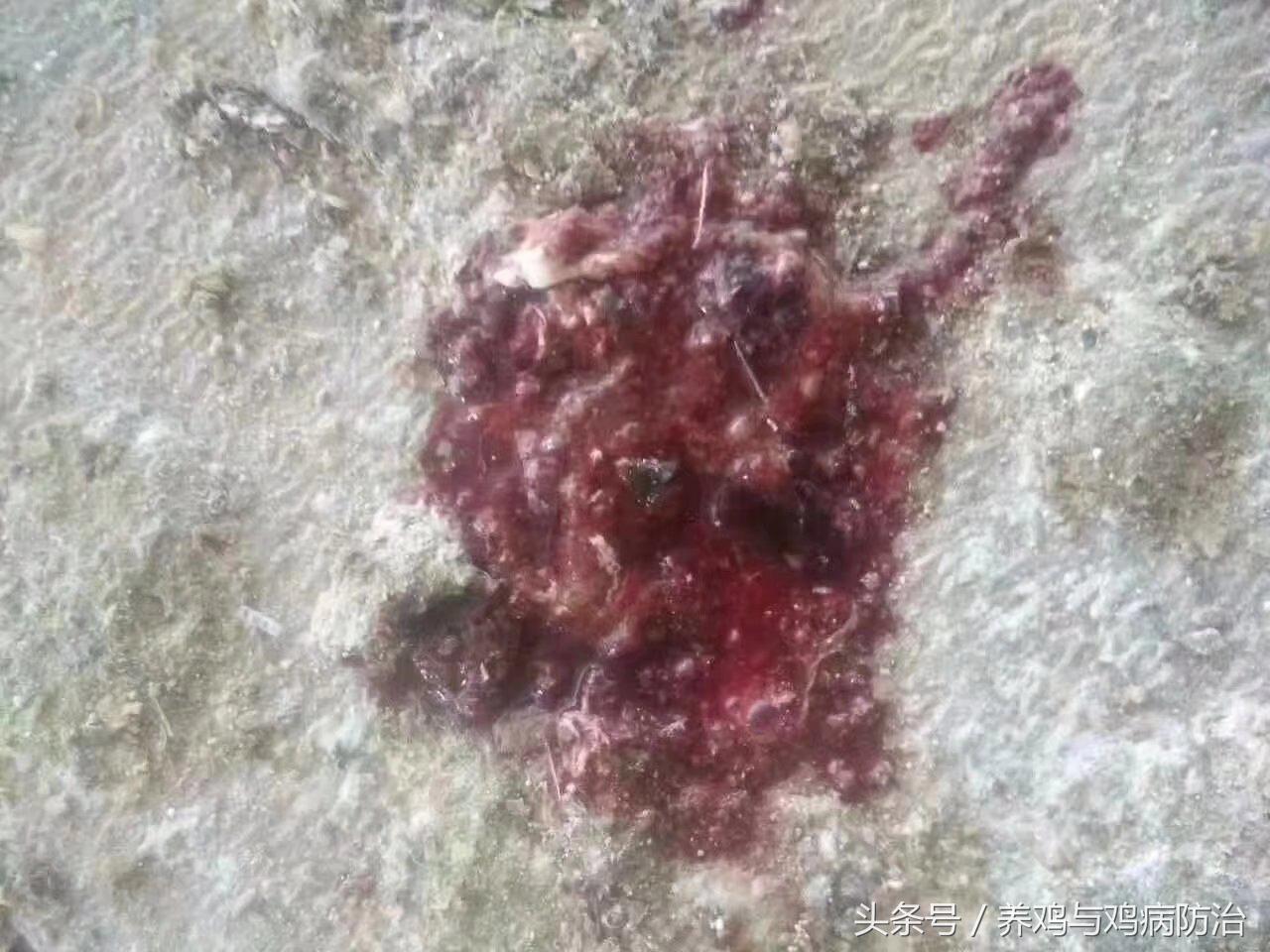 养鸡大全全部视频,养鸡视频大全100只鸡