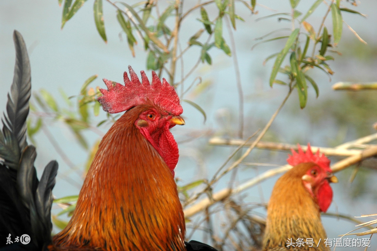 鸡用什么药抗菌,鸡抗菌药