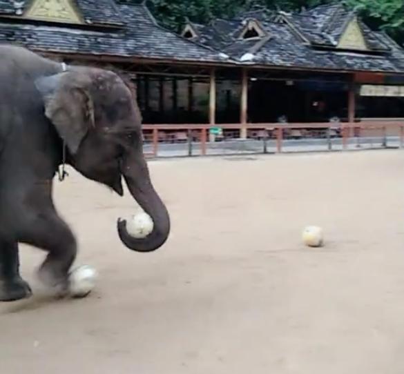 大象和小猴子在踢足球,大象和主人互动的视频