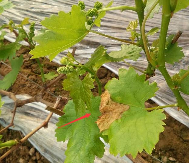 葡萄果园病虫害治理,葡萄全园病害图