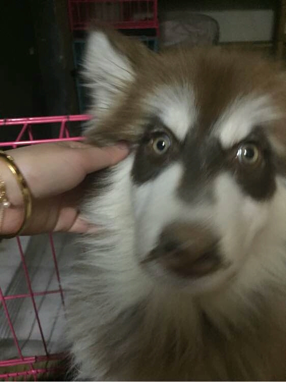 阿拉斯加幼犬被抛弃,阿拉斯加狗狗被救治了