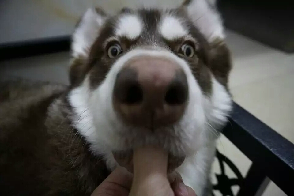 阿拉斯加幼犬被抛弃,阿拉斯加狗狗被救治了