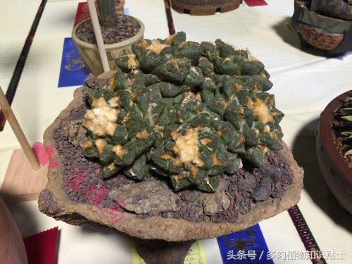 仙人掌常识视频,仙人掌的科普知识和养护小技巧