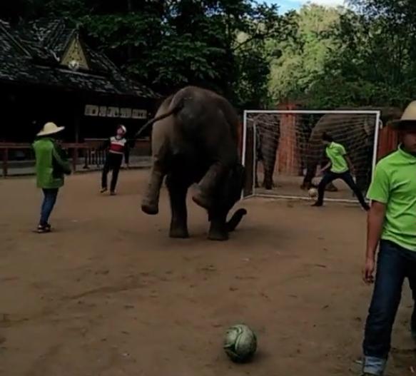 大象和小猴子在踢足球,大象和主人互动的视频