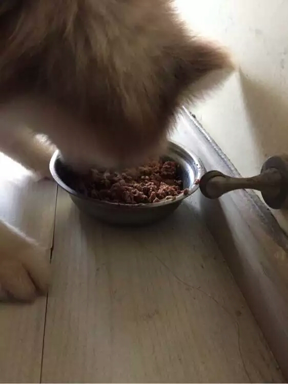 阿拉斯加幼犬被抛弃,阿拉斯加狗狗被救治了