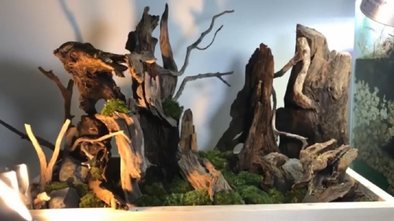 草缸造景维护教程,苔藓造景雨林缸新手