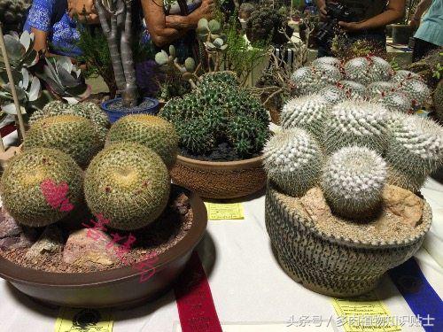 仙人掌常识视频,仙人掌的科普知识和养护小技巧