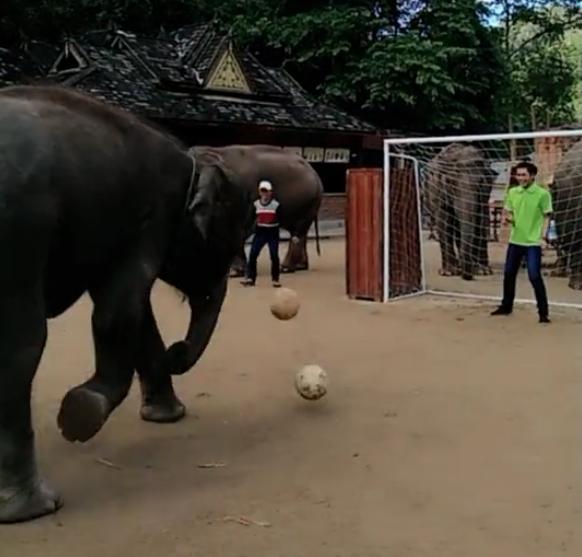 大象和小猴子在踢足球,大象和主人互动的视频