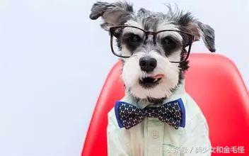 养狗人请关注,养狗人要经过学习持证养狗