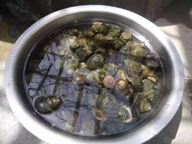 农村河里的这些小野味，你吃过吗？个个是绝品，超好吃！