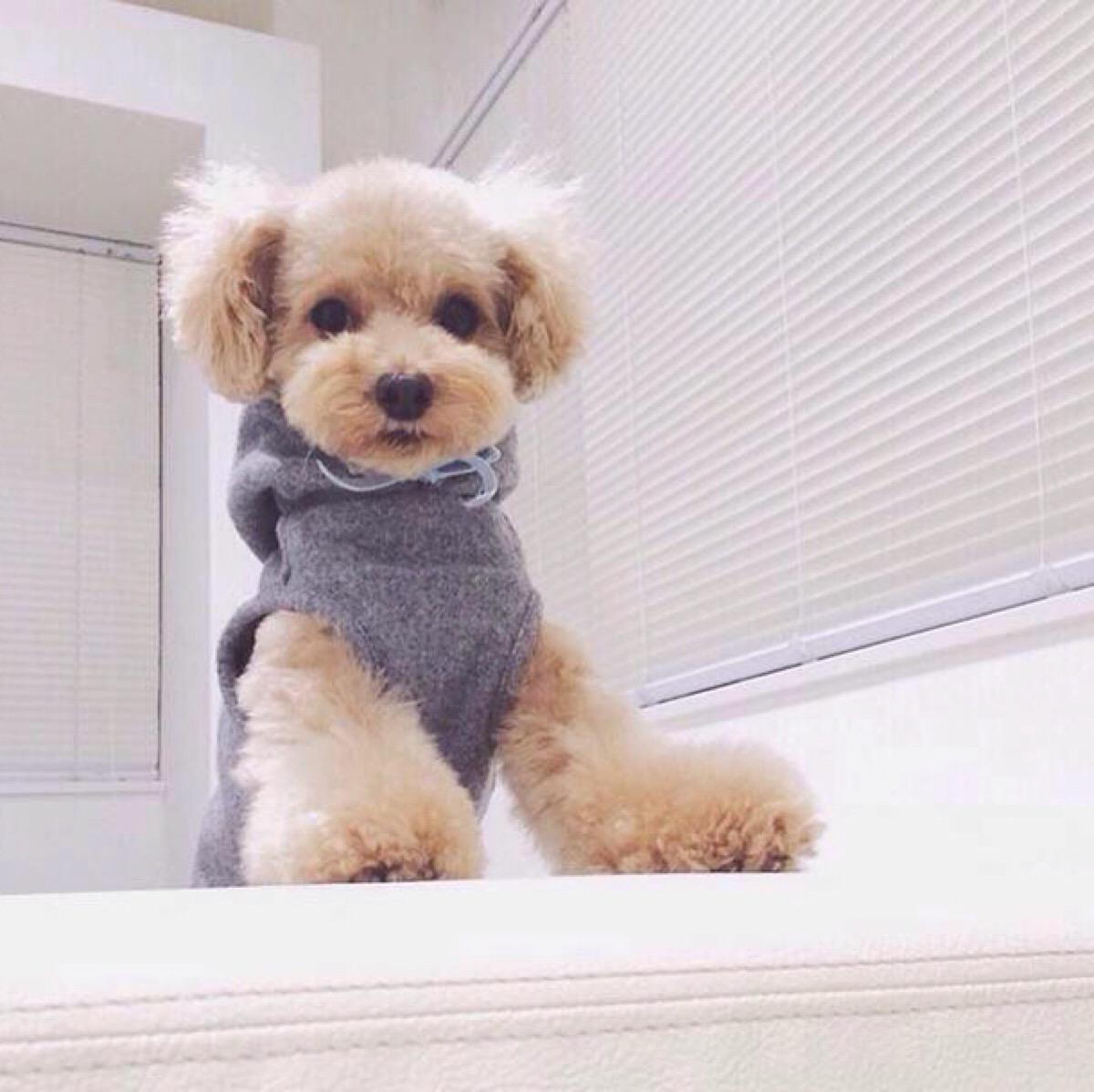 鉴别泰迪犬的优良品种,怎样鉴别泰迪犬是否纯