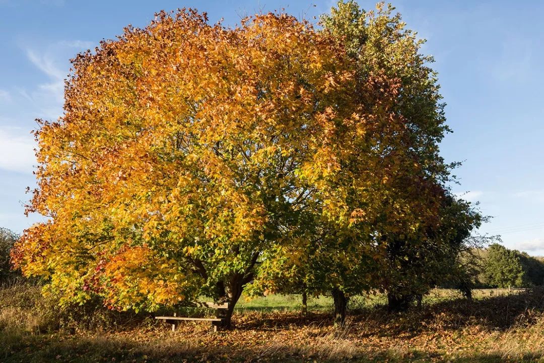徕卡相机新手入门,徕卡怎么设置拍照效果最好