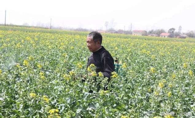 早春油菜田间管理技术要点及近期加强防范油菜冻害！