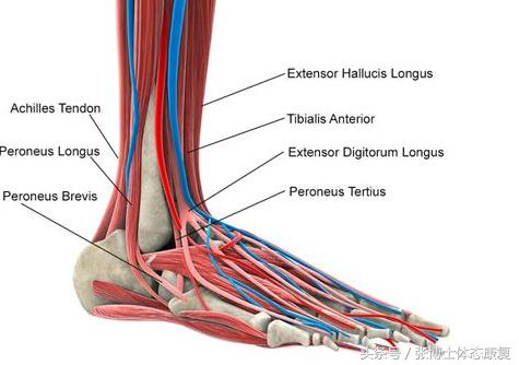 崴脚怎么避免习惯性扭伤,踝关节扭伤一直崴脚怎么办
