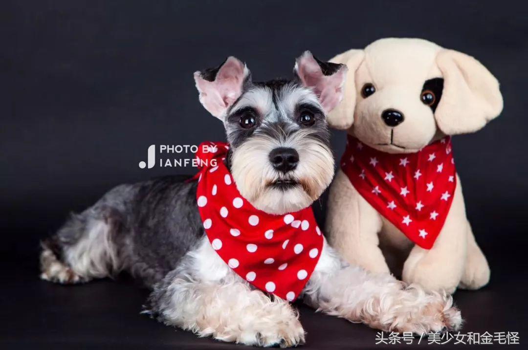 养狗人请关注,养狗人要经过学习持证养狗