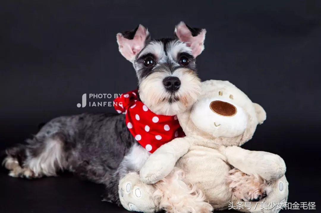 养狗人请关注,养狗人要经过学习持证养狗