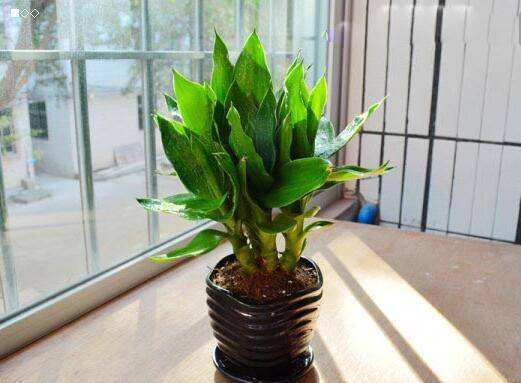 观音竹怎么养才能更旺盛,观音竹叶子发黄怎么办放点儿什么