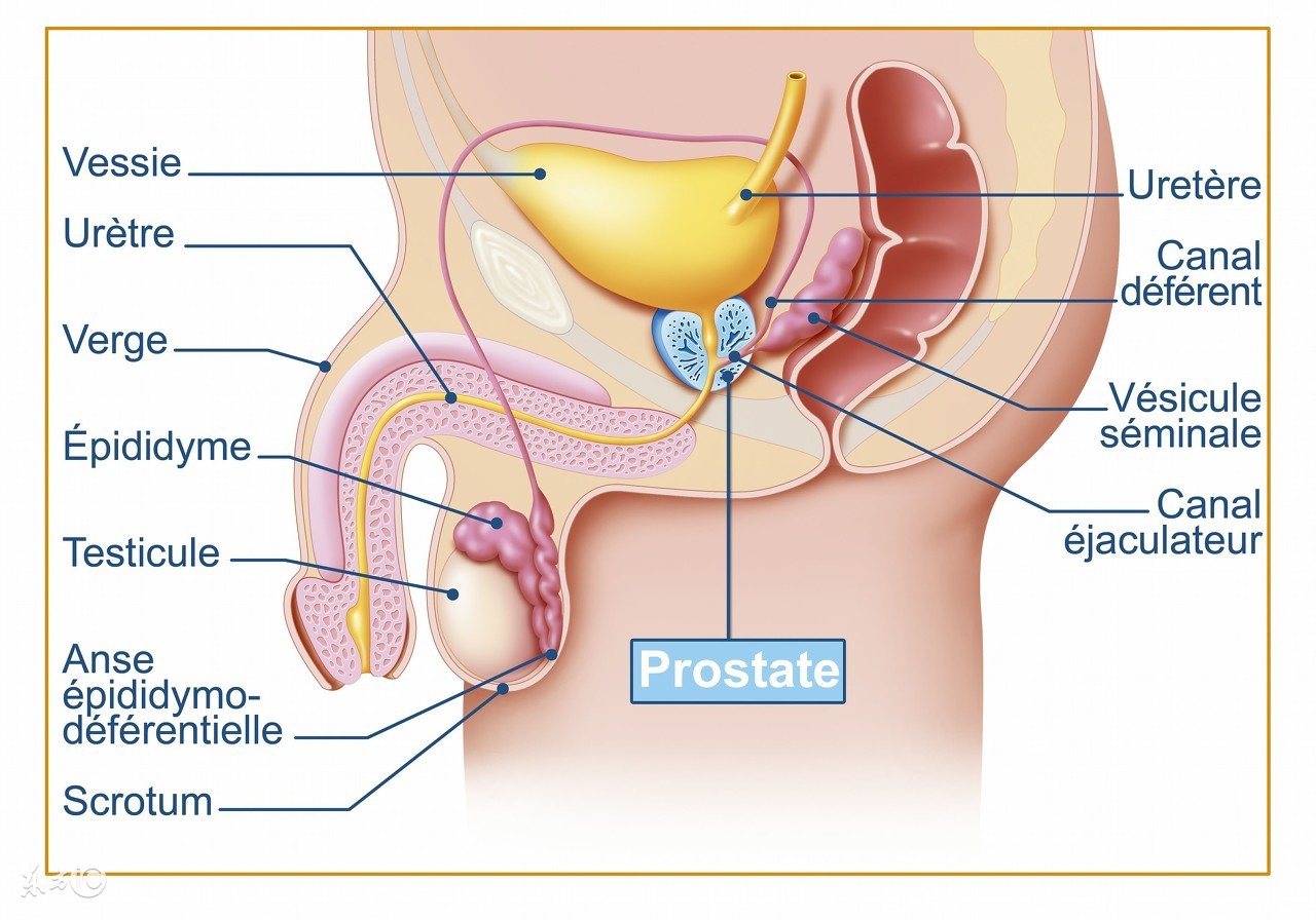 守护男性健康之前列腺康复,守护男性健康
